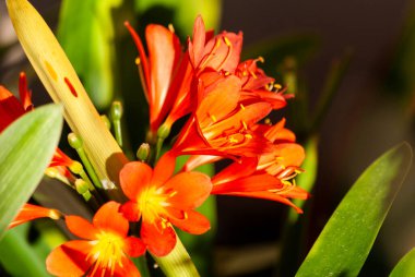 Orta Amerika 'nın tropikal bahçesindeki bitkisel çiçekler doğal detaylar ve renkli organikler. Guatemala 'da Clivia miniata.