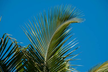 Guatemala 'da tropikal bölgede hindistan cevizi yaprağı ve mavi gökyüzü ayrıntıları.