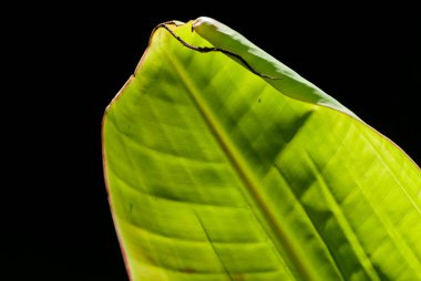 Orta Amerika, Guatemala 'daki yeşil renkli muz yaprağı dokusunu kapat.