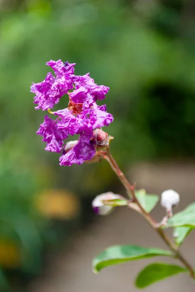 Vårens Detalj Naturliga Magenta Blommor Utomhus Latinamerika Guatemala — Stockfoto