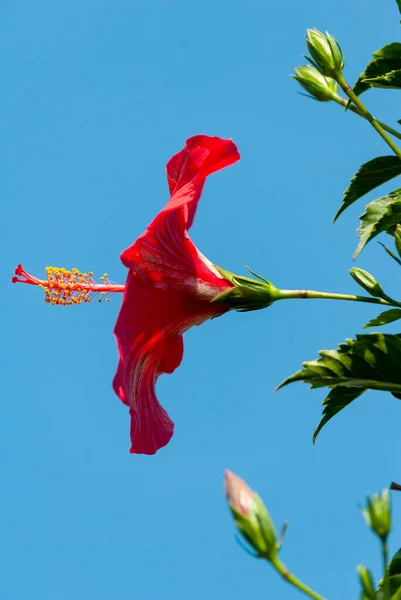 Red Flower Intense Color Tropical Organic Garden Guatemala Central America — Stock Photo, Image