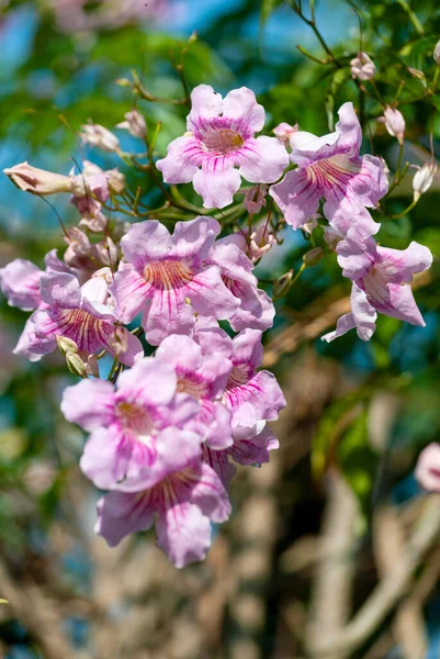 Beautiful Flower Outdoors Organic Garden Guatemala Central America Eternal Spring — Stock Photo, Image