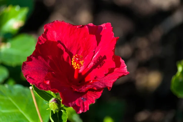 Red Flower Intense Color Tropical Organic Garden Guatemala Central America — Stock Photo, Image