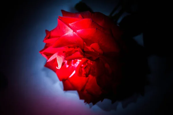 Rosa Simbolo Amore Dolce Aroma Naturale Fiore Illuminato Con Flash — Foto Stock