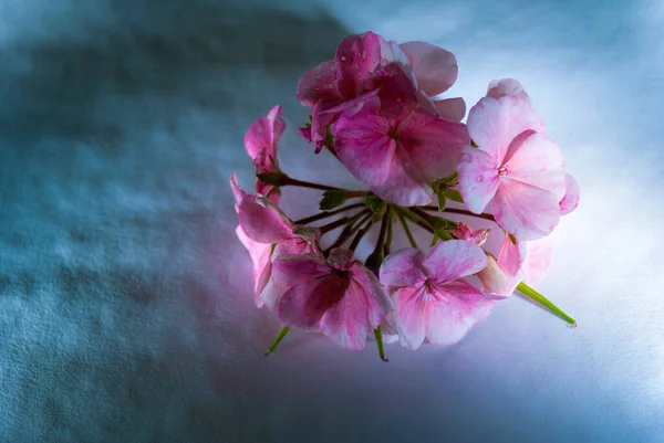 Ramo Fiori Primaverili Con Fiori Gru Rosa Pelargonium Hortorum Chiamato — Foto Stock