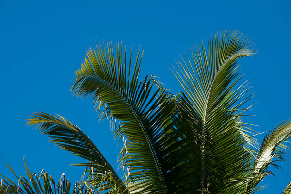 Detail of coconut leaf and blue sky in tropical area in Guatemala.