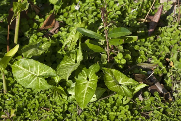 Liść Tropikalny Ogrodzie Gwatemali Ameryka Środkowa Syngonium Podophyllum Schott — Zdjęcie stockowe