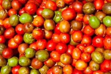 Guatemala 'da katılıyor, tropikal meyve, Spondias purpurea.