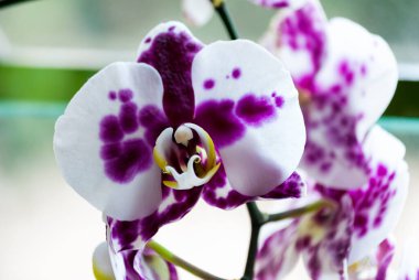 Guatemala, Orta Amerika 'dan tropikal orkide. Latin Amerika