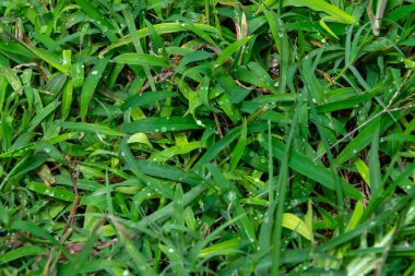 Sabahları çiğ taneleri, Latin Amerika 'da yeşil yapraklar, şafakta tazelik..