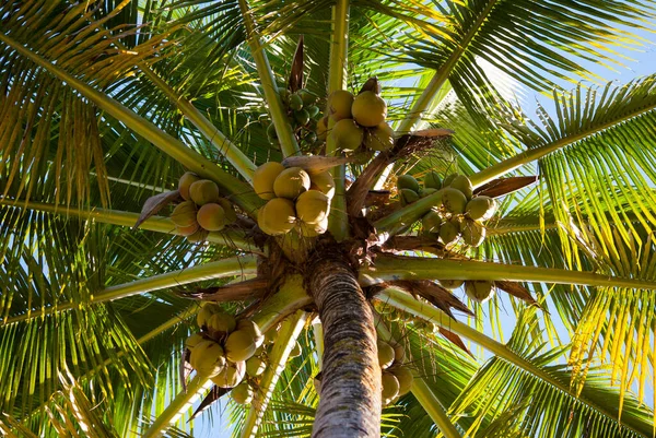 Tropische Grüne Kokosnüsse Palmen Detail Guatemala Cocos Nucifera — Stockfoto