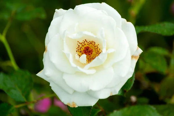 Petali Rosa Colorati Vivaio Latinoamericano Fiori Biologici Aromatici Commercio Fiori — Foto Stock