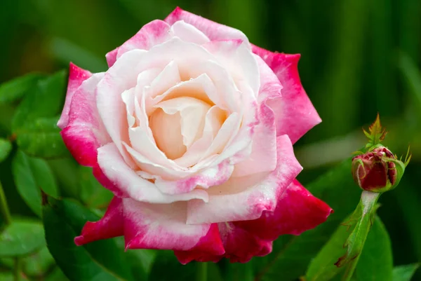 Petali Rosa Colorati Vivaio Latinoamericano Fiori Biologici Aromatici Commercio Fiori — Foto Stock