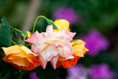 Vahşi ve oganik gül çiçeği, pembe, aşk, tropik, taze, romantik. Rosaceae