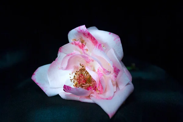 Rosa Illuminata Con Luce Artificiale Studio Con Sfondo Nero Processo — Foto Stock