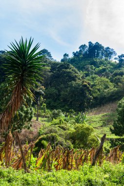 Guatemala, Orta Amerika 'da gün doğumunda dağlar, organik ürünler, kırsal çalışmalar.