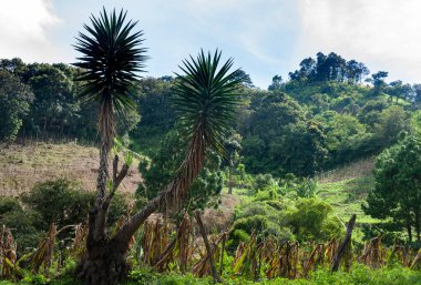 Guatemala, Orta Amerika 'da gün doğumunda dağlar, organik ürünler, kırsal çalışmalar.