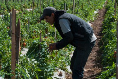 Guatemala SAN JOSE PINULA, 18 Şubat 2018 - Latin Amerikalı işçiler Guatemala, Orta Amerika 'da organik domates hasat ediyorlar. BÖLÜM.
