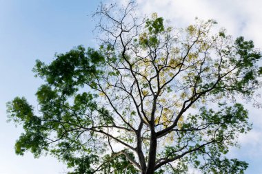 Orta Amerika 'daki Guatemala tropikal bölgesinde ağaç ve yapraklar, oksijen kaynağı, dallar ve klorofil ile yapraklar.