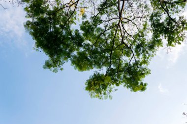 Orta Amerika 'daki Guatemala tropikal bölgesinde ağaç ve yapraklar, oksijen kaynağı, dallar ve klorofil ile yapraklar.