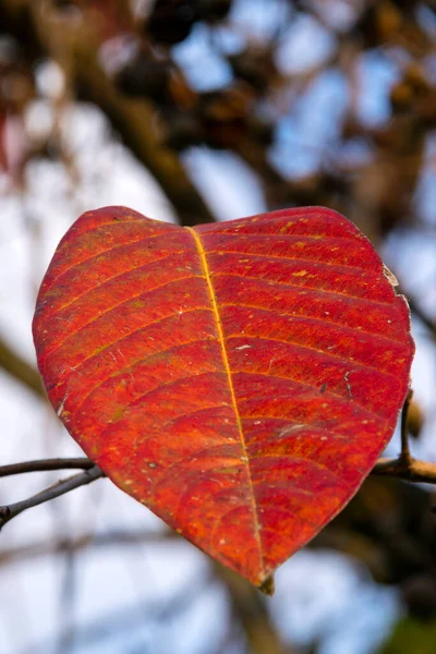 Tree Leaves Summer Tropical Area Guatemala Central America Source Oxygen — Stock Photo, Image