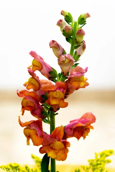 Tropical Floral Arrangement Latin America Hotel Guatemala — Stock Photo, Image