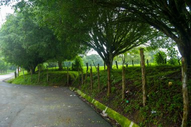 Guatemala 'da yol, şafak vakti kırsal alan, yağmurlu orman, Latin Amerika' da yeşil alan.