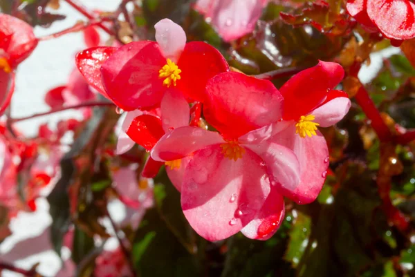 Delicate Pink Begonia Flower Tropical Garden Guatemala Central America — Stock Photo, Image