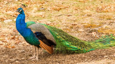 Habitatında tüyleri olan bir tavus kuşu