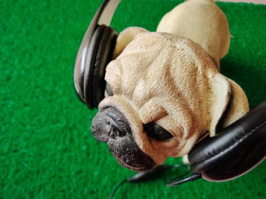 Siyah kulaklıklı Pug köpeğinin portresi. Köpek müzik dinliyor. Yeşil arkaplanda izole.