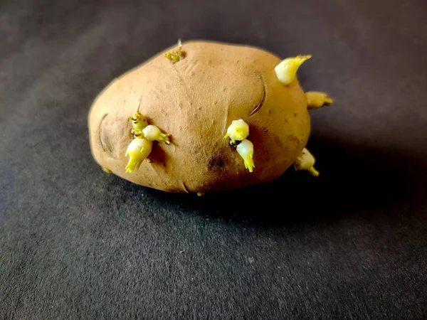 Batata Germinada Isolada Sobre Fundo Preto — Fotografia de Stock