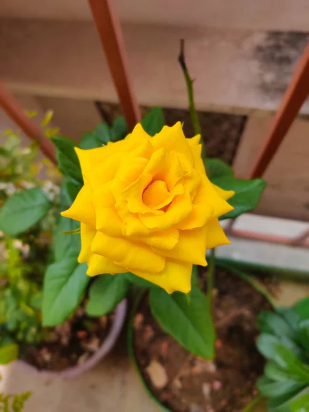 Portrait Une Rose Jaune Dans Jardin Magnifique Concentration Sélective — Photo