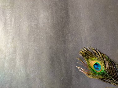 Siyah arka planda izole edilmiş bir tavus kuşu tüyü. Boşluğu kopyala, seçici odak