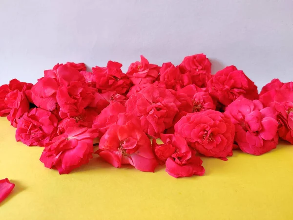 Beautiful pink roses isloated on white and yellow background.Side view