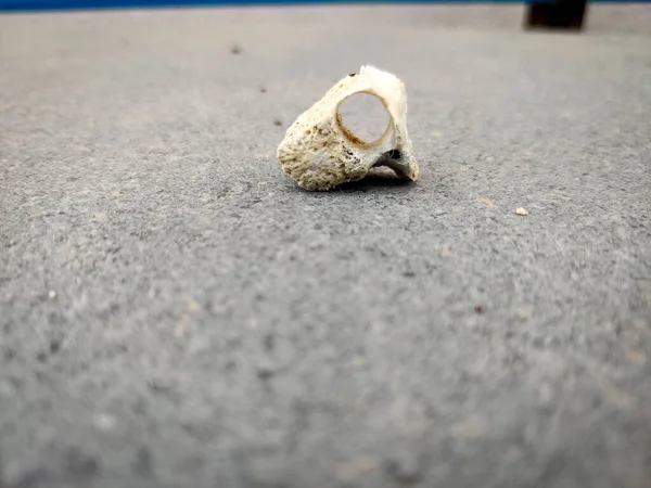 Череп Маленькой Птички Изолированный Сером Фоне — стоковое фото