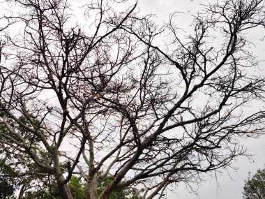 Yapraksız büyük ağaç. Ölü ağaç. Açık havada. Seçici odak