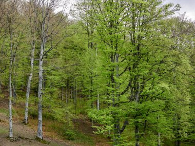 Baharın başında yaprak döken bir orman. Parlak yeşil yapraklarla.