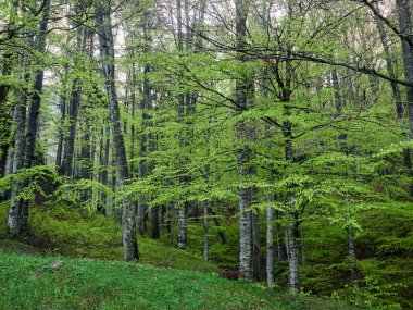 Baharın başında yaprak döken bir orman. Parlak yeşil yapraklarla.