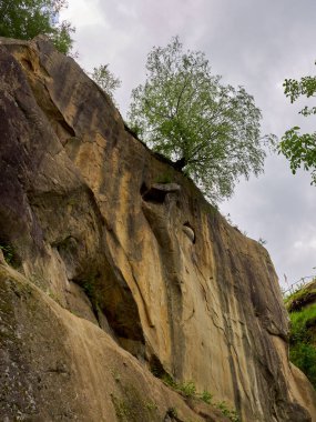 Romanya 'nın başkenti Corthe Mari Rupestral Manastırı' nda, kireçtaşı bir uçurumun kenarında tek başına büyüyen bir ağaç var.