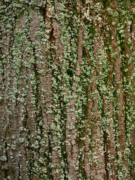 Коричневая Текстура Дерева Ярко Зелеными Лишайниками — стоковое фото