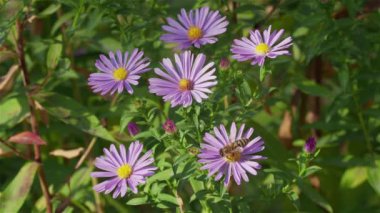 Bal arısı (Apis Melifera) sonbahar aylarında paskalya çiçeği çalılığıyla beslenir.