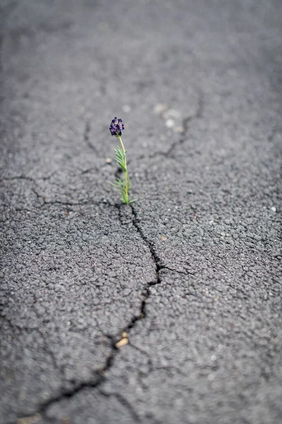 Flor Lindamente Resistente Crescendo Fora Crack Chão — Fotografia de Stock