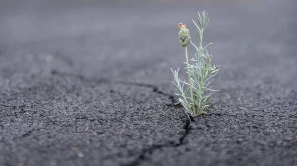 Schöne Widerstandsfähige Blume Die Aus Einem Riss Boden Wächst — Stockfoto