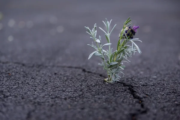 Flor Lindamente Resistente Crescendo Fora Crack Chão — Fotografia de Stock