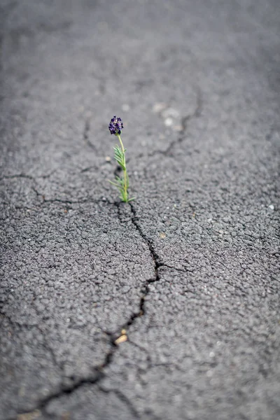 Beautifully Resilient Flower Growing Out Crack Ground Stock Picture