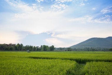 Kırsaldaki pirinç tarlaları, Chiang Mai Tayland