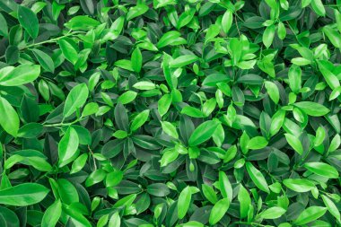 Güneydoğu Asya 'daki tropik bitki bitkileri, arka plan için yeşil yapraklar