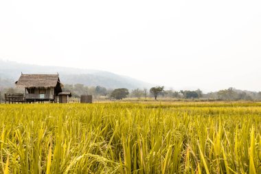 Kırsaldaki pirinç tarlaları, Chiang Mai Tayland