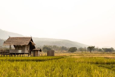 Kırsaldaki pirinç tarlaları, Chiang Mai Tayland