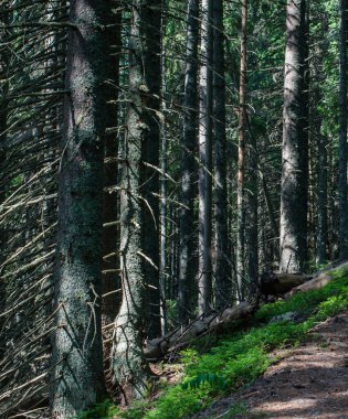 Vahşi ve bereketli ormanda yürü